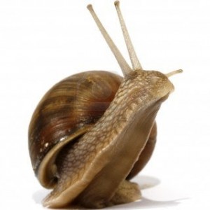 5522733-edible-snail-on-the-white-background